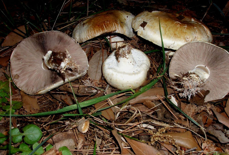 un MIX   per gli appassionati del Genere Agaricus